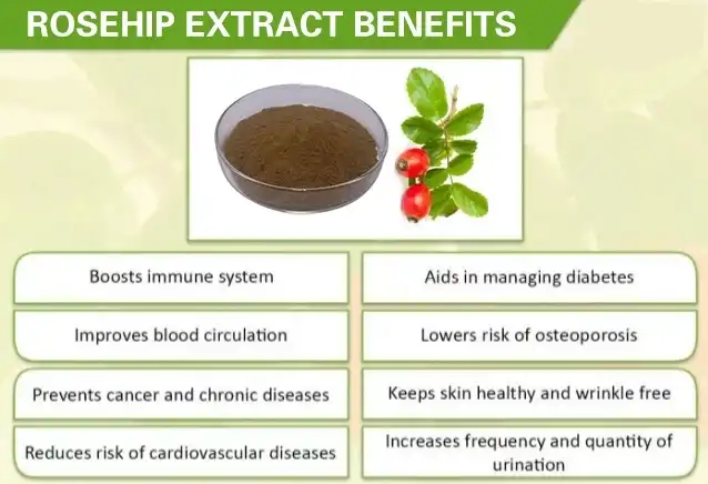 Rosehip extract benefits 