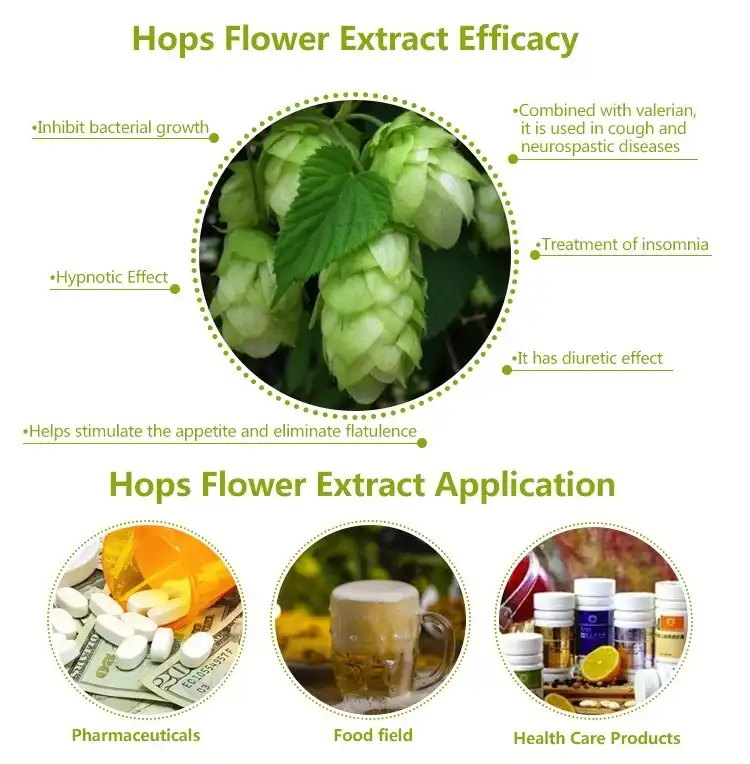 Hops flower extract benefits