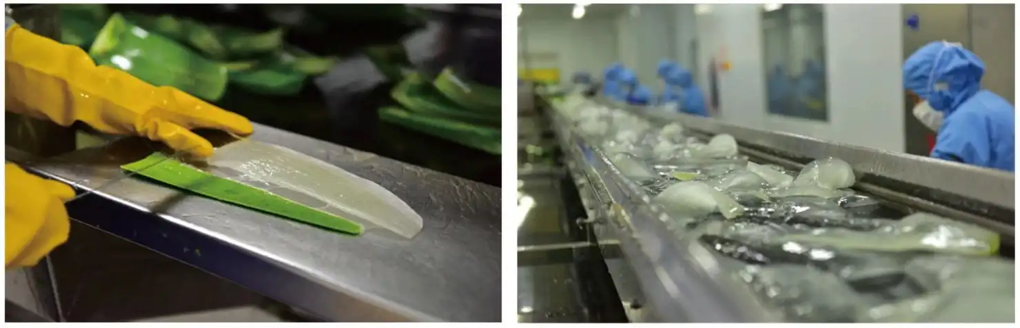 Freeze Dried Aloe Vera Powder