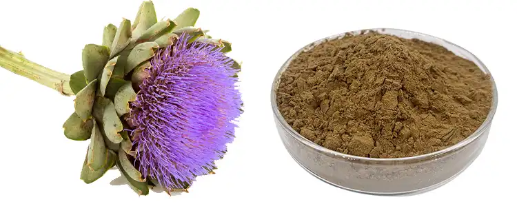 Artichoke leaf powder