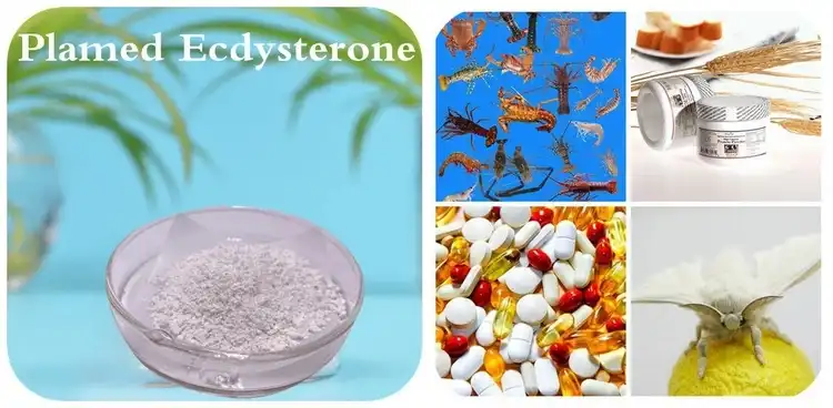Ecdysterone uses