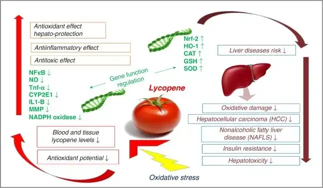 Lycopene Powder Benefits: