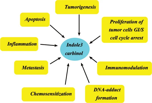 Indole 3carbinol benefits 