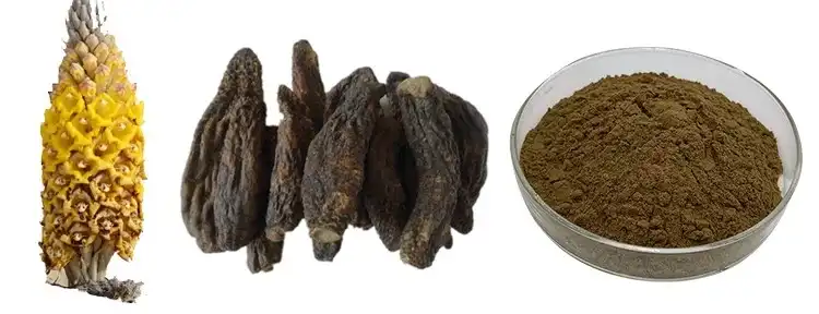 Cistanche powder