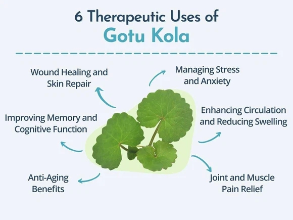 Centella Asiatica Extract Powder Benefits: