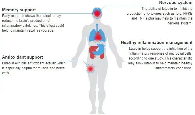Pure Luteolin Powder Benefits: