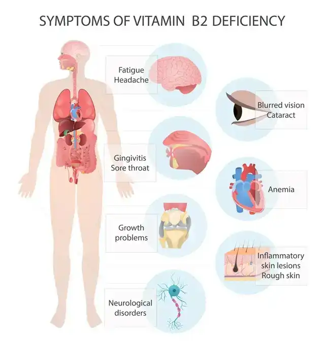 Vitamin B2 Powder Benefits