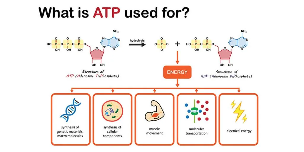 Adenosine Powder Benefits