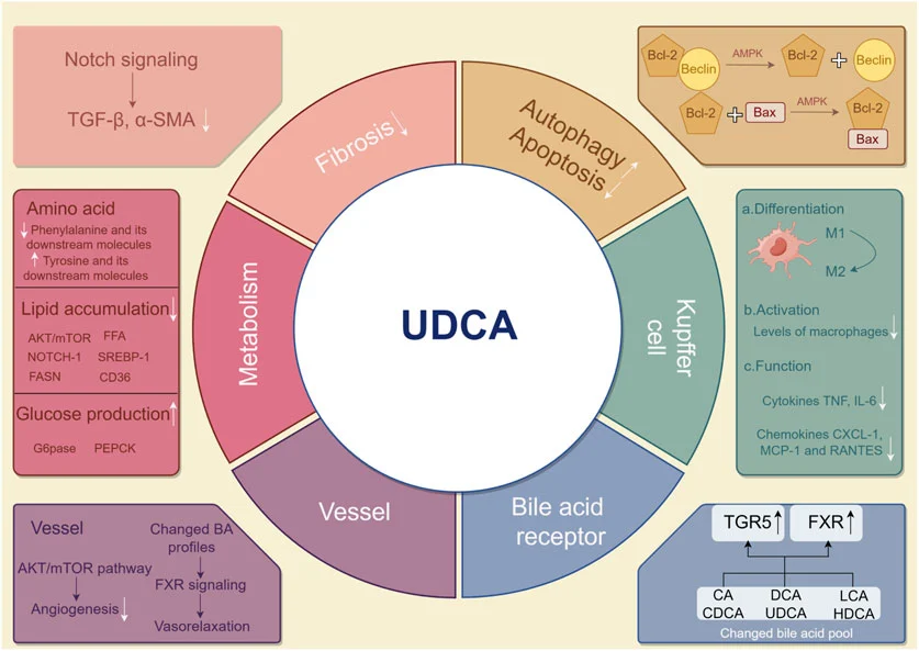 UDCA powder benefits