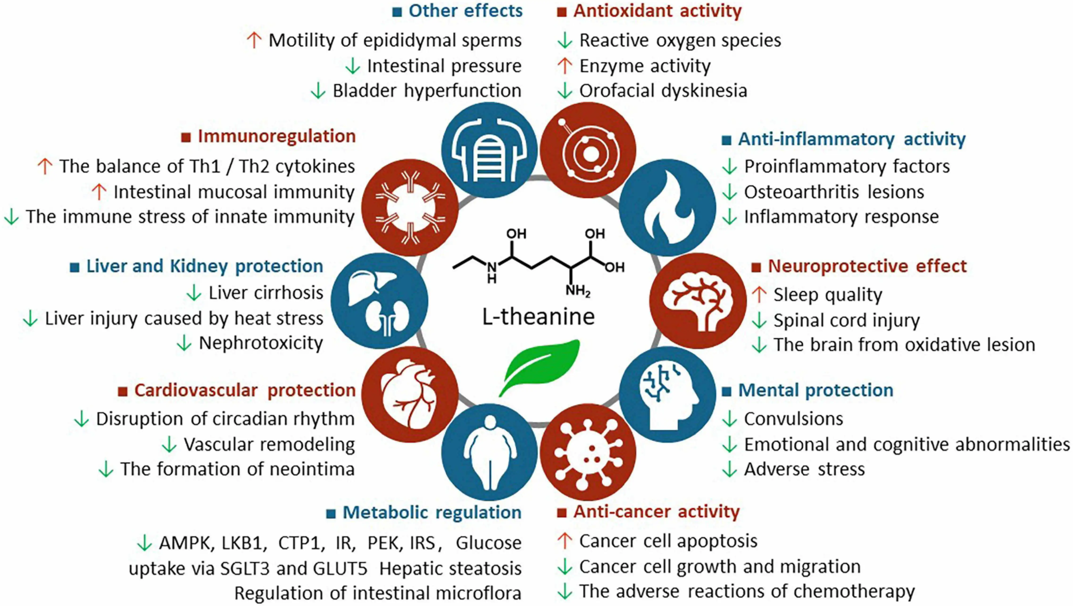  L-Theanine Extract Benefits