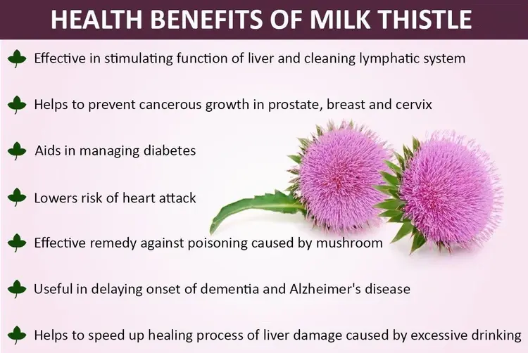 Milk Thistle Extract Benefits 