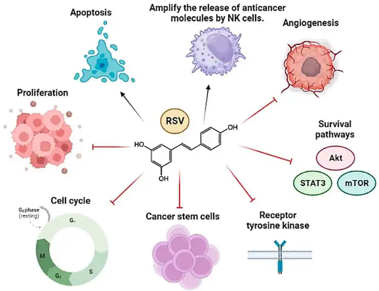 Mechanisms of Cancer Prevention Through Resveratrol