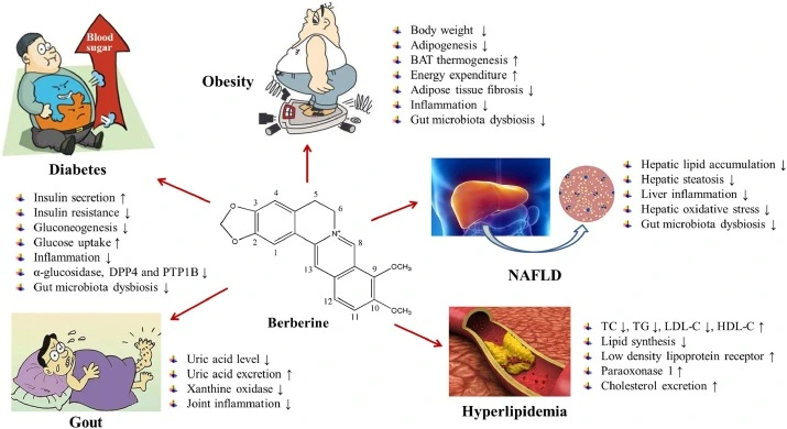 Metabolic Health Benefits of Berberine