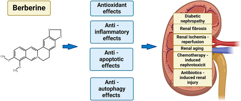 Cardiovascular and Anti-inflammatory Properties