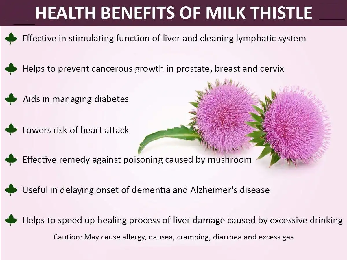 Benefits of Milk Thistle Extract Powder