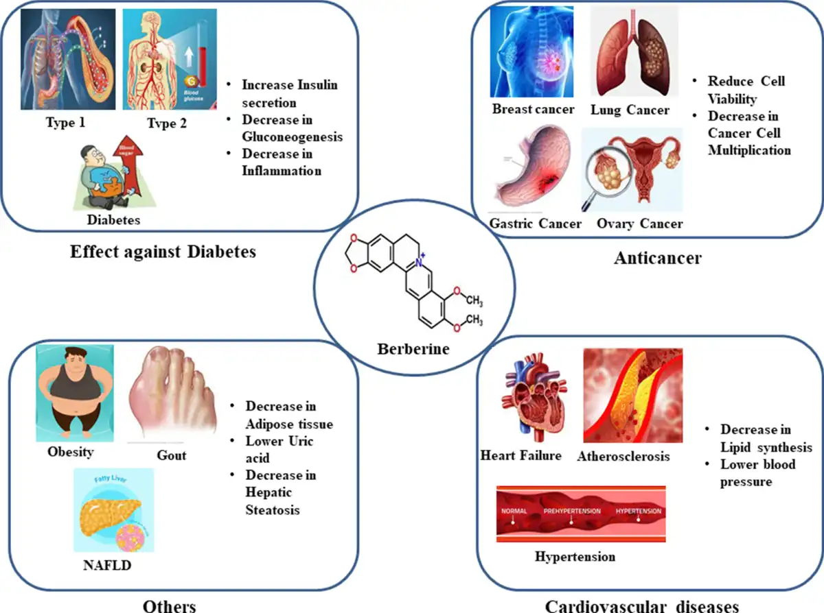 Berberine Application