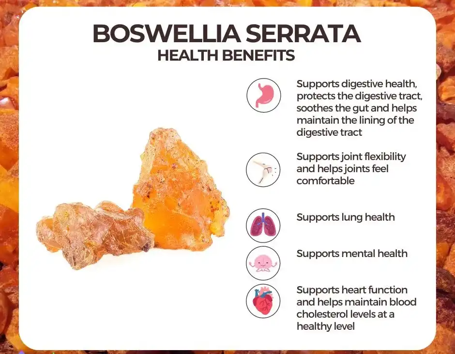 Boswellia Serrata Extract Benefits 