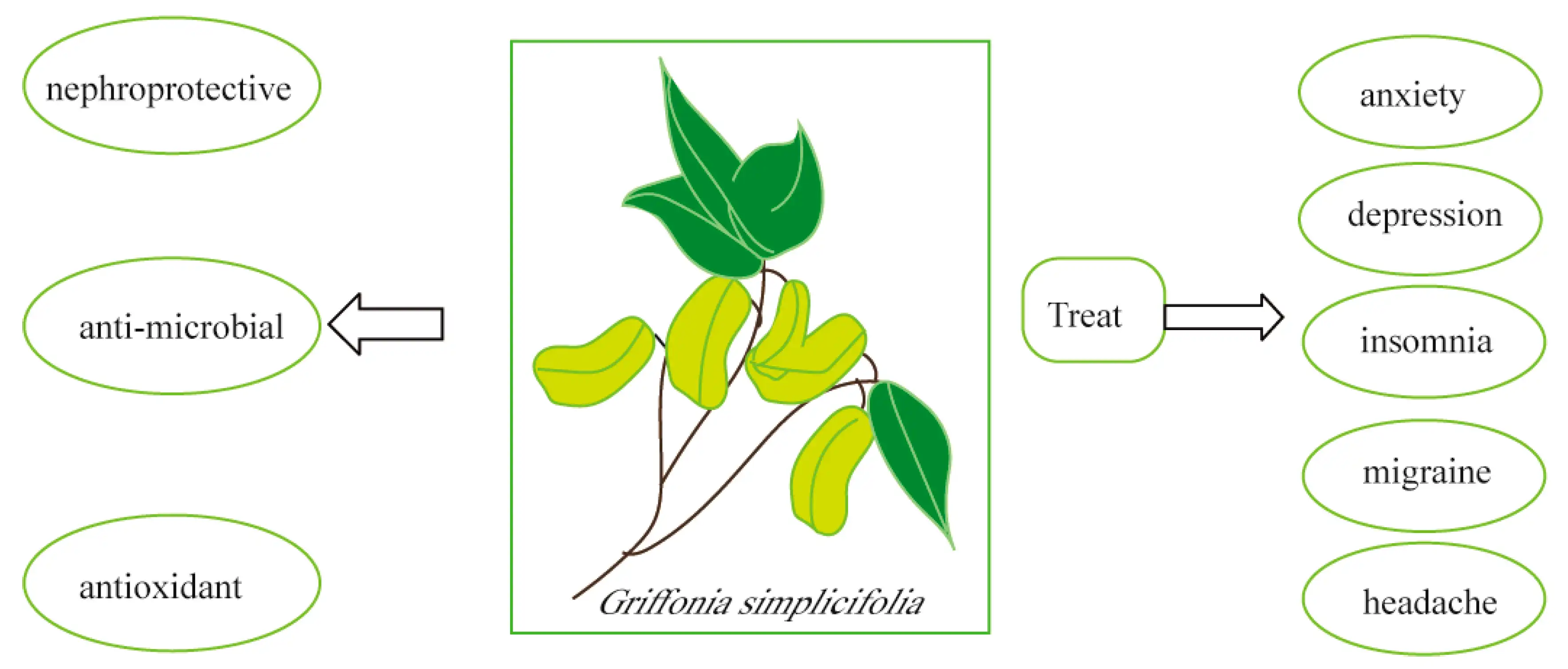 Griffonia simplicifolia seed extract benefits 