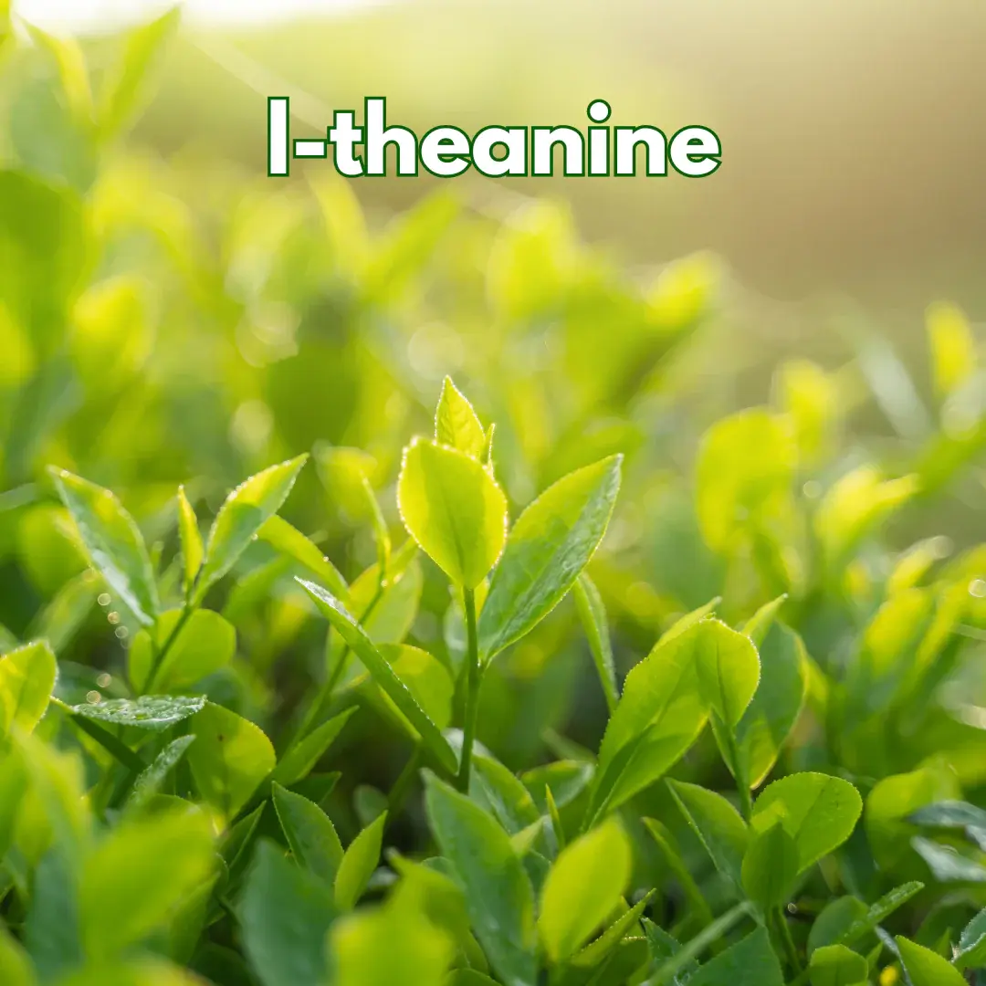 L-Theanine in Green Tea