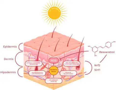 Resveratrol's Anti-Aging Properties