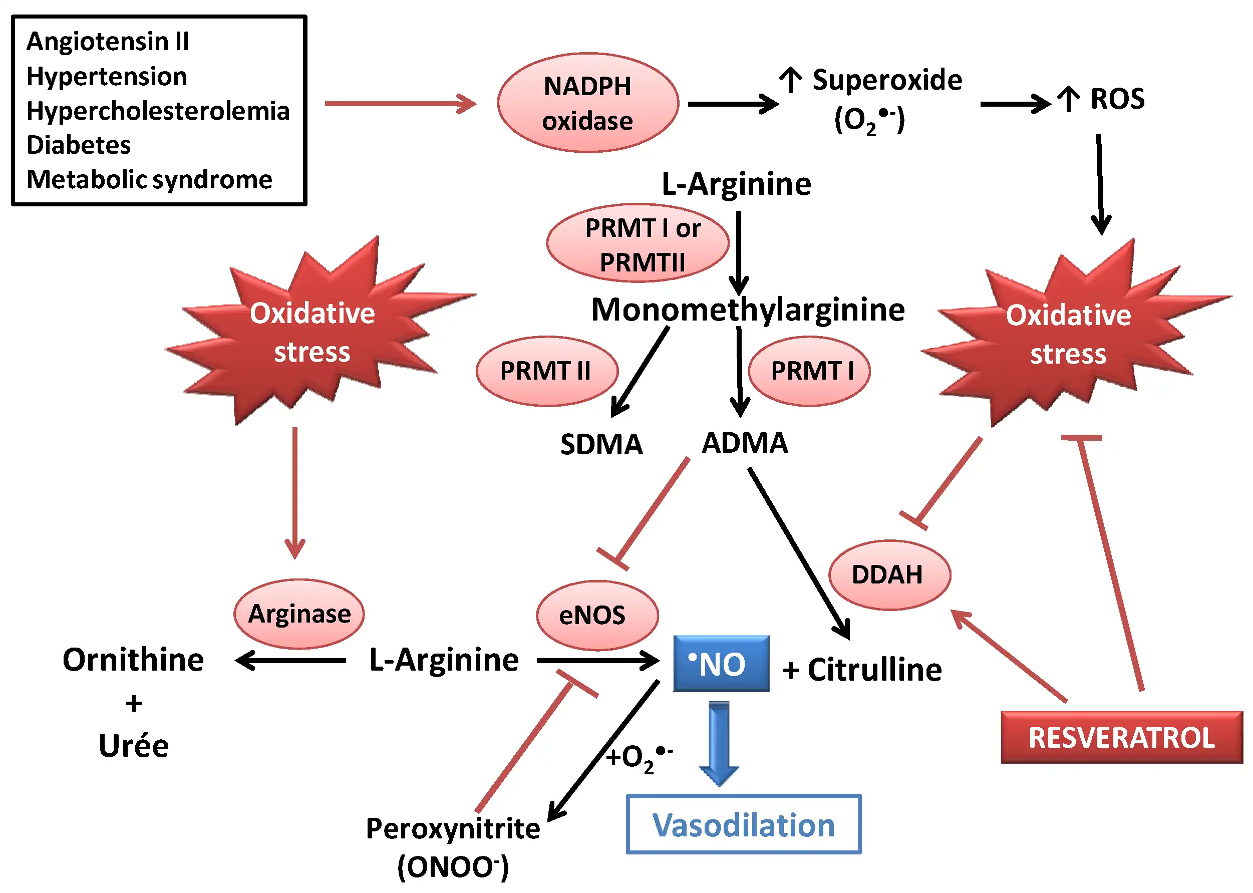 Cardiovascular Health and Longevity Benefits