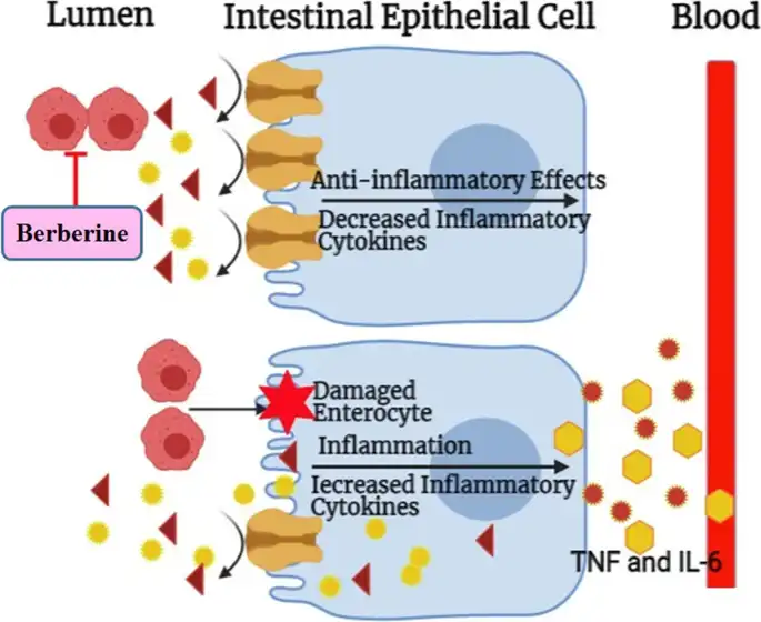 Berberine's Mechanism for Blood Sugar Control