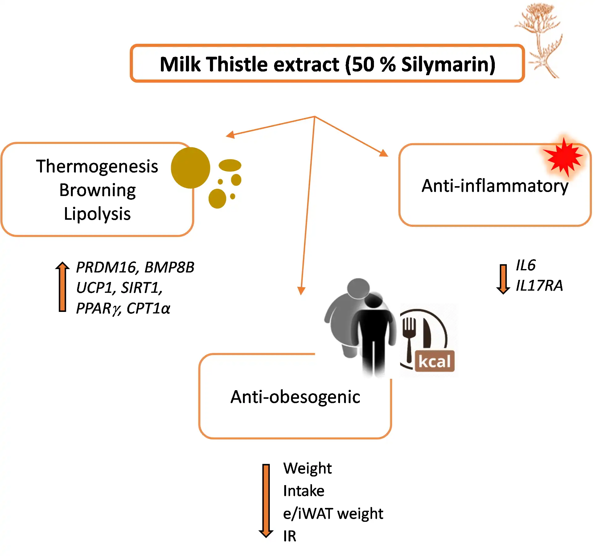 Cardiovascular and Metabolic Health Benefits of Milk Thistle Extract