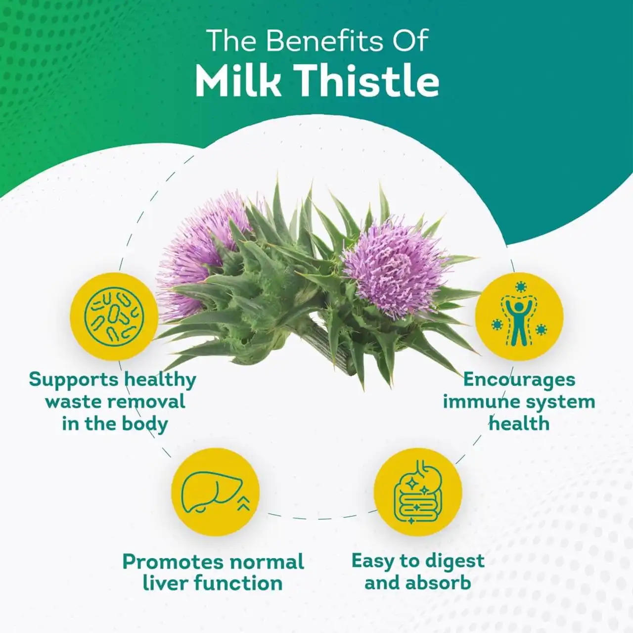 milk thistle extract powder benefits