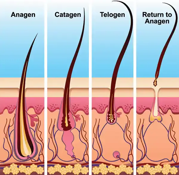 Saw palmetto extract for hair